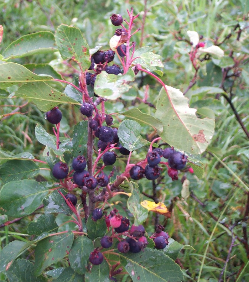 Saskatoons Honeywood (Dr. A. J. Porter) Heritage Nursery Inc.