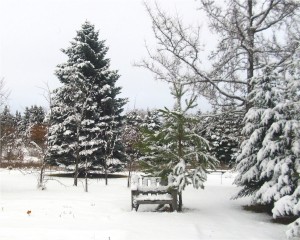 Winter at Honeywood